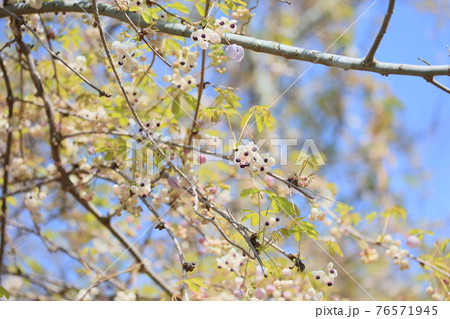 アケビの花 76571945