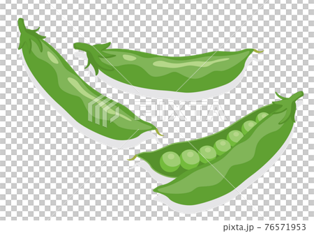 Vegetable illustration snap peas Ingredients, cooking, materials 76571953