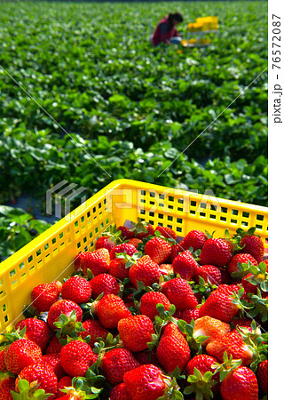 台湾 イチゴ いちご 76572087