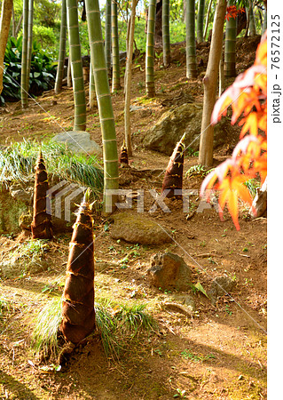 都心随一の渓谷「等々力渓谷」 76572125