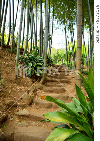 都心随一の渓谷「等々力渓谷」 都心随一の渓谷「等々力渓谷」 76572136