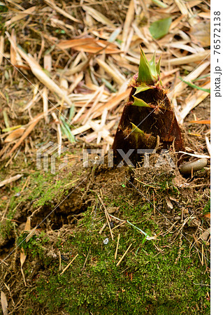 都心随一の渓谷「等々力渓谷」 76572138