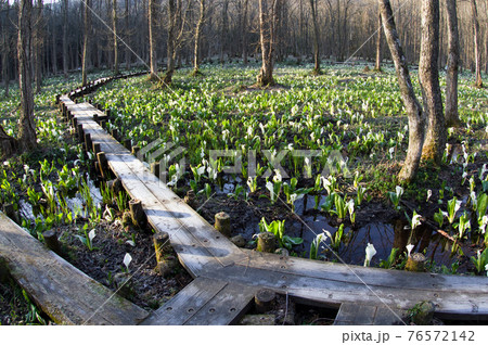 朝日を浴びる刺巻湿原　 76572142