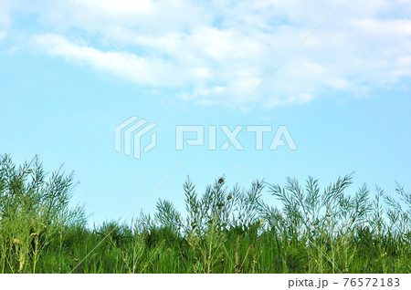 春の土手の風景 76572183