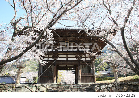 長保寺 大門と桜 長保寺 大門と桜 76572328