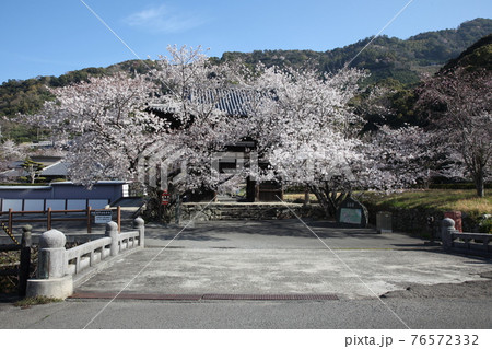 長保寺 入り口の桜 長保寺 入り口の桜 76572332
