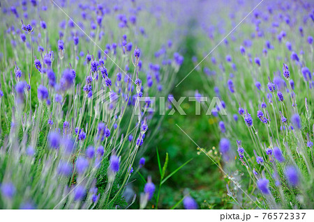 台湾 花 フラワー 76572337