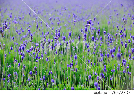 台湾 花 フラワー 76572338