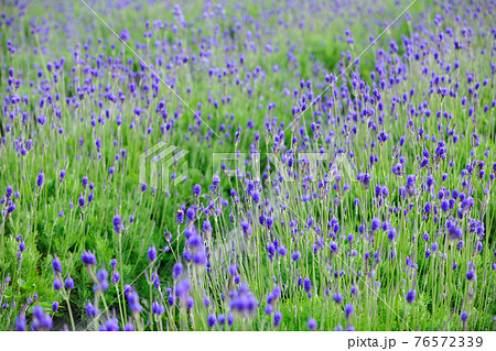 台湾 花 フラワー 76572339