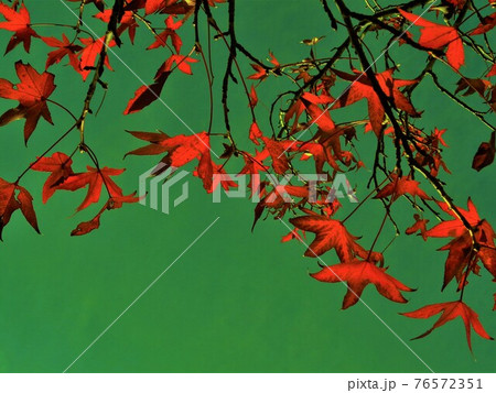 異彩・秋の葉モミジバフウ 76572351