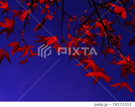 異彩・紅葉のモミジバフウ・Japan 異彩・紅葉のモミジバフウ・Japan 76572352