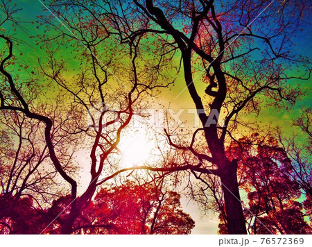 異彩・秋空にうごめくナンキンハゼ 76572369