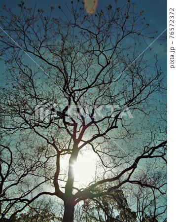 実をつけた逆光のナンキンハゼ 76572372