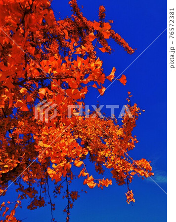 異彩・秋のイチョウ・Japan 異彩・秋のイチョウ・Japan 76572381