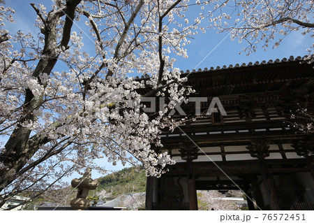 長保寺 大門と桜 長保寺 大門と桜 76572451