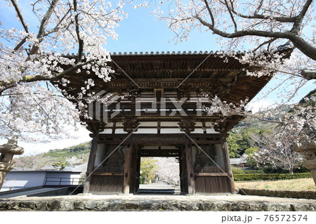 長保寺　大門と桜 76572574