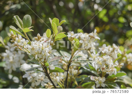 シャリンバイの花 76572580