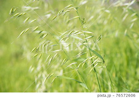 カラスムギ 76572606