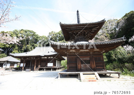 長保寺　多宝塔、本堂と桜 76572693