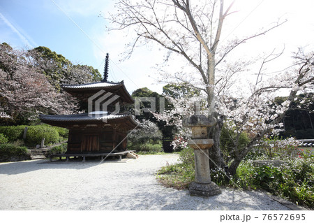 長保寺 多宝塔と桜 長保寺 多宝塔と桜 76572695