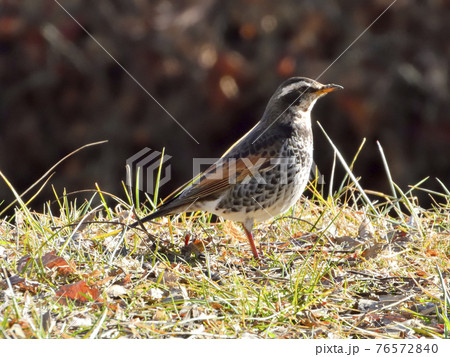 ツグミ ツグミ 76572840