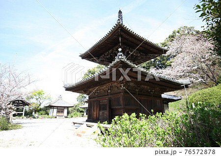 長保寺 多宝塔と桜 長保寺 多宝塔と桜 76572878