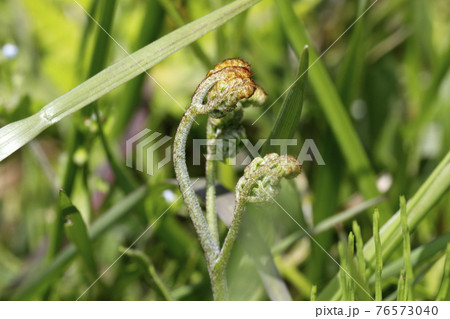 ワラビ ワラビ 76573040