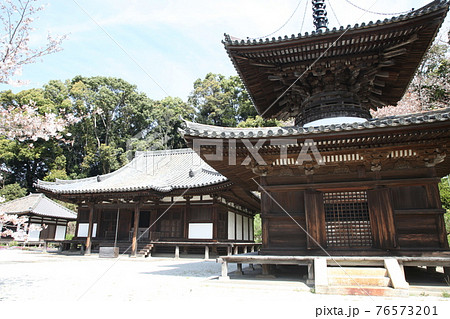 長保寺　多宝塔と桜 76573201