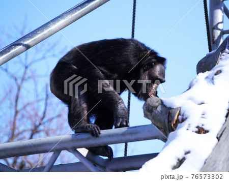人気者のチンパンジー 76573302
