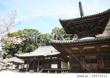 長保寺　多宝塔、本堂と桜 76573312