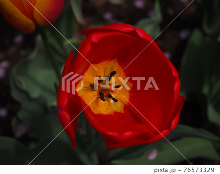 チューリップ 76573329