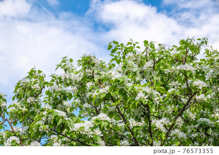 White blossoming apple trees. White apple tree flowers 76573355