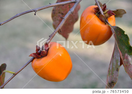 柿 ギオンボウ 柿 ギオンボウ 76573450