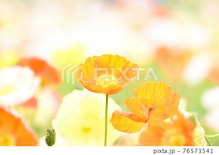 アイスランドポピー　花畑 76573541
