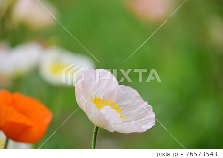 アイスランドポピー 花畑 アイスランドポピー 花畑 76573543