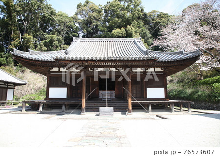 長保寺　本堂と桜 76573607