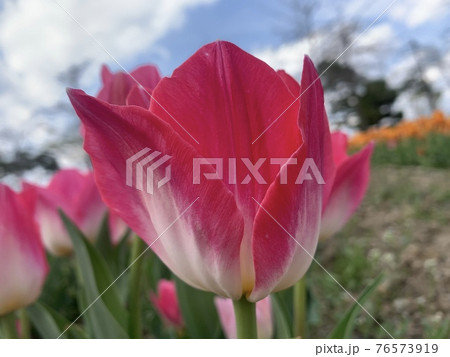 花 チューリップ ピンク 76573919
