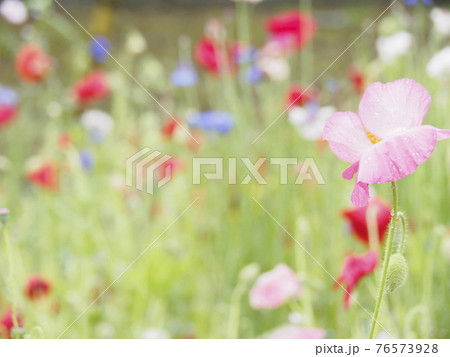 神奈川県横須賀市久里浜花の国の春のポピー 76573928