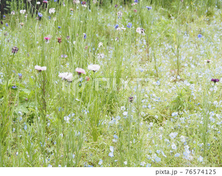 神奈川県横須賀市久里浜花の国の春のネモフィラの写真素材