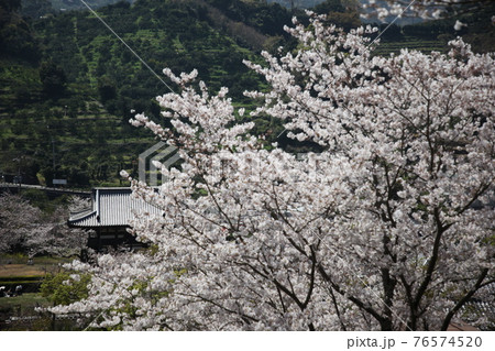 長保寺の桜 長保寺の桜 76574520