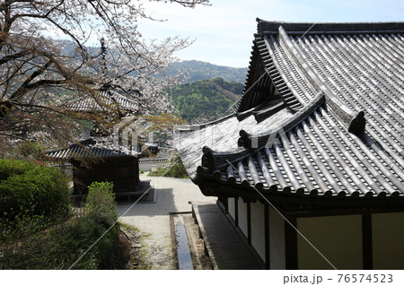長保寺　本堂、多宝塔と桜 76574523