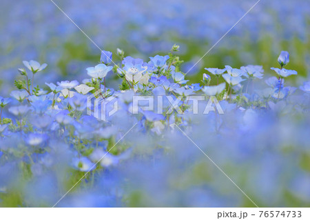 ネモフィラ 76574733