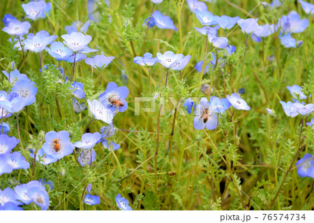 ネモフィラ　蜂 76574734