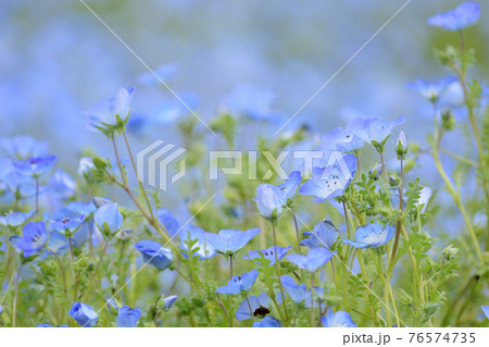 ネモフィラ 76574735