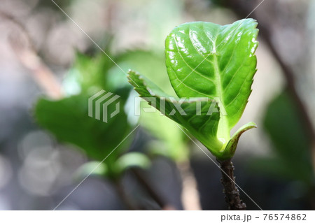 アジサイの新芽の写真素材