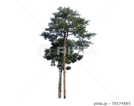 木 木材 緑 76574895