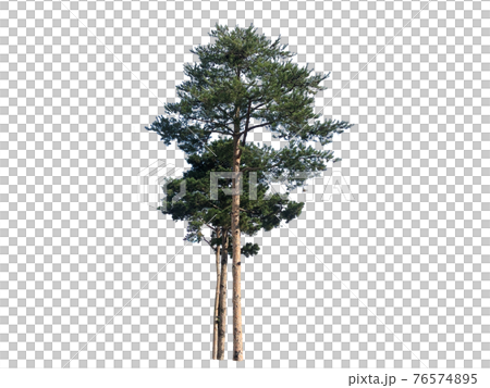 木 木材 緑 76574895