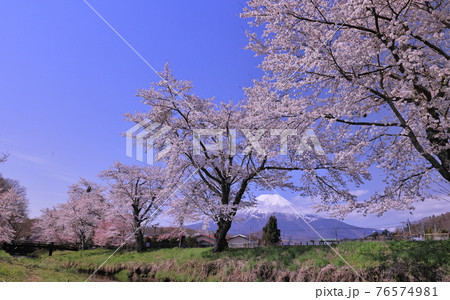 忍野の桜 忍野の桜 76574981