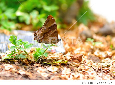 蝶 チョウ 蝴蝶 76575297