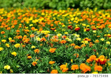 追分市民の森マリーゴールド 追分市民の森マリーゴールド 76575498